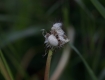 _MG_0435