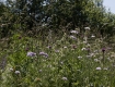 _MG_3620