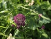 MG_5438