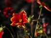 MG_2380