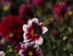 MG_2393