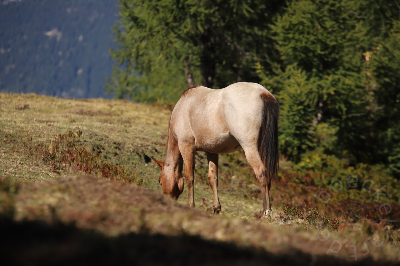 IMG_7117_wasserzeichen