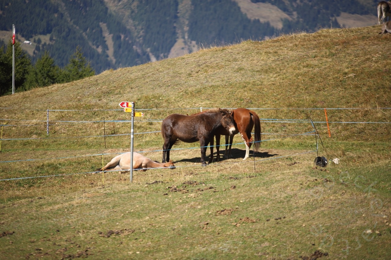 IMG_7146_wasserzeichen