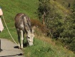 IMG_7295_wasserzeichen
