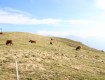 IMG_1722