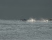 _MG_0352