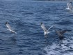 IMG_1530