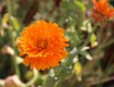 IMG_0184